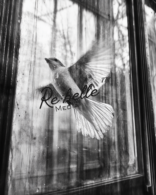 "Urban Requiem: A Study in Flight and Rain"