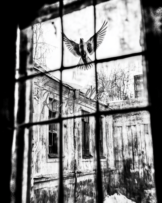 "Urban Requiem: A Study in Flight and Rain"