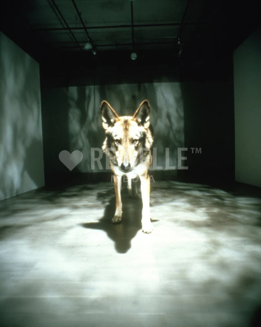 Lichtschatten & Stille: Eine Galerie für die Dunkelheit.