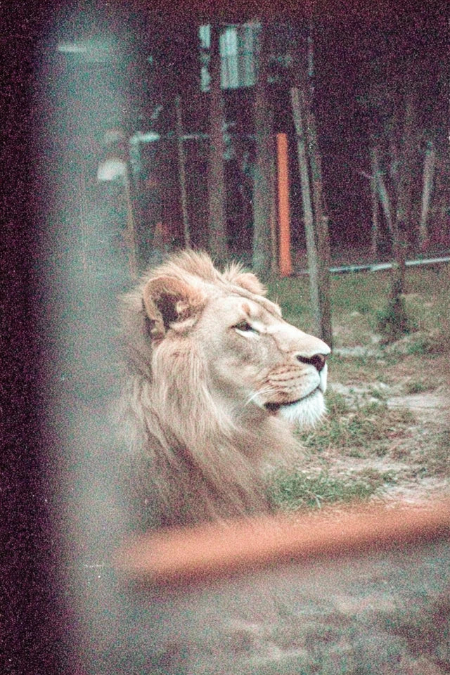 Through the Viewfinder – Vintage Film Moments Bundle | Acht Bilder wie Erinnerungen, die nie laut geworden sind. Ein digital poster bundle für Menschen, die Atmosphäre nicht dekorieren Körnung, Stille und ein Blick durch den Sucher. 🖤