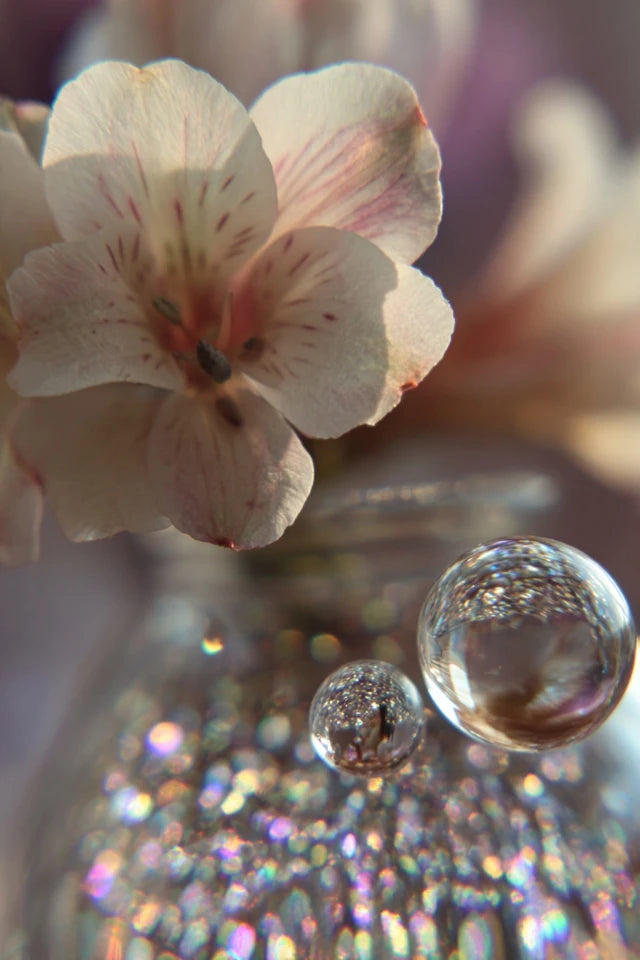 PRISM SILENCE — 8-teiliges A2 Printable Wall Art Bundle mit Licht, Makro & stiller Tiefe