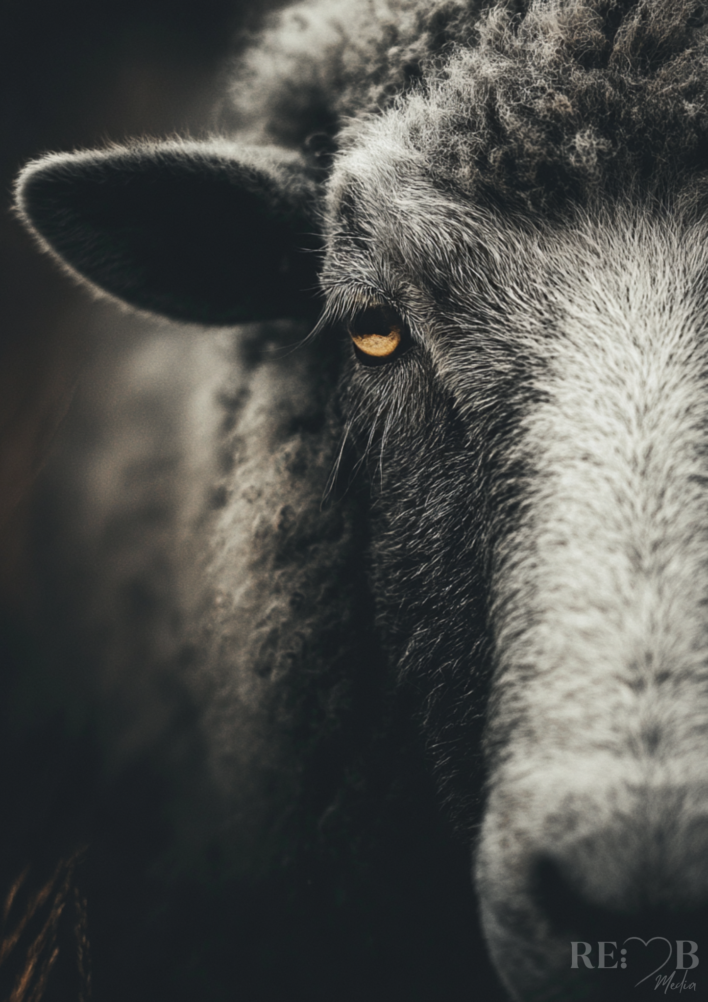 Silent Instinct – Dunkle Tierporträts als A2 Fine Art Poster Bundle Still. Wach. Unverhandelbar. Dieses Bundle zeigt Präsenz ohne Worte – Kunst, die Räume nicht füllt, sondern verändert.